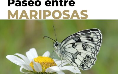 Actividades entre Mariposas